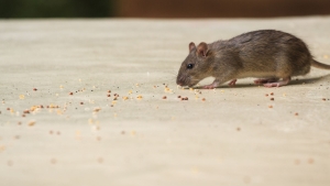 a rat eating crumbs on the floor