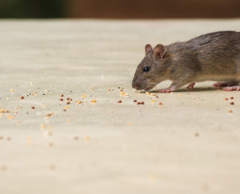 a rat eating crumbs on the floor