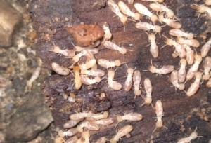 Pre-construction Termite Control