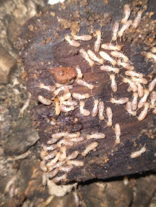 images of active termites