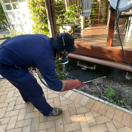 pest control inspection