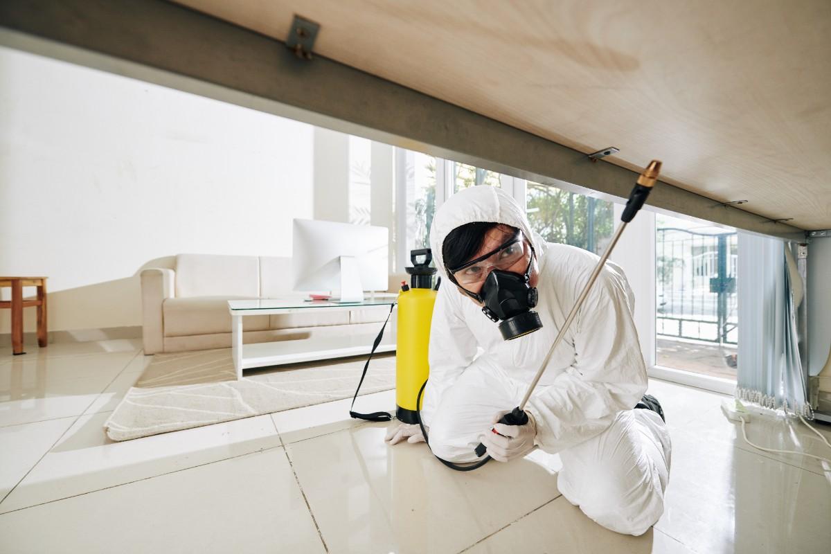 Thermal imaging termite inspection in progress in Springwood